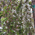 Flowering Snow Fountains Weeping Cherry tree with white and pink blossoms in a garden setting