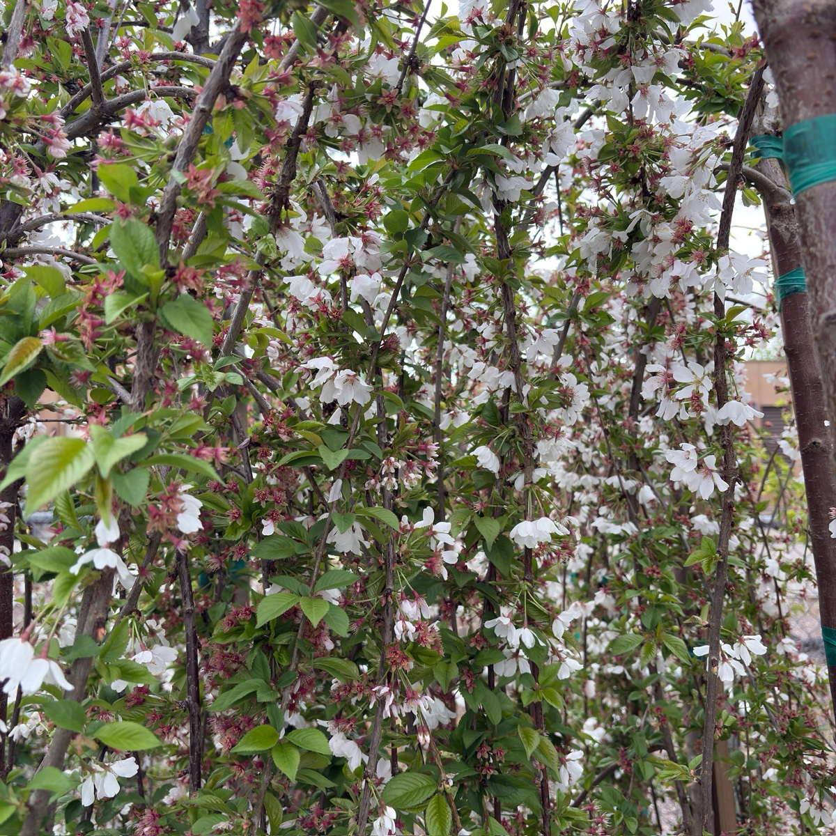 Flowering Snow Fountains Weeping Cherry tree with white and pink blossoms in a garden setting