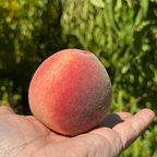 Snow Giant White Peach