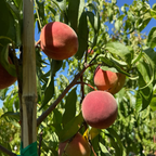 Snow Giant White Peach