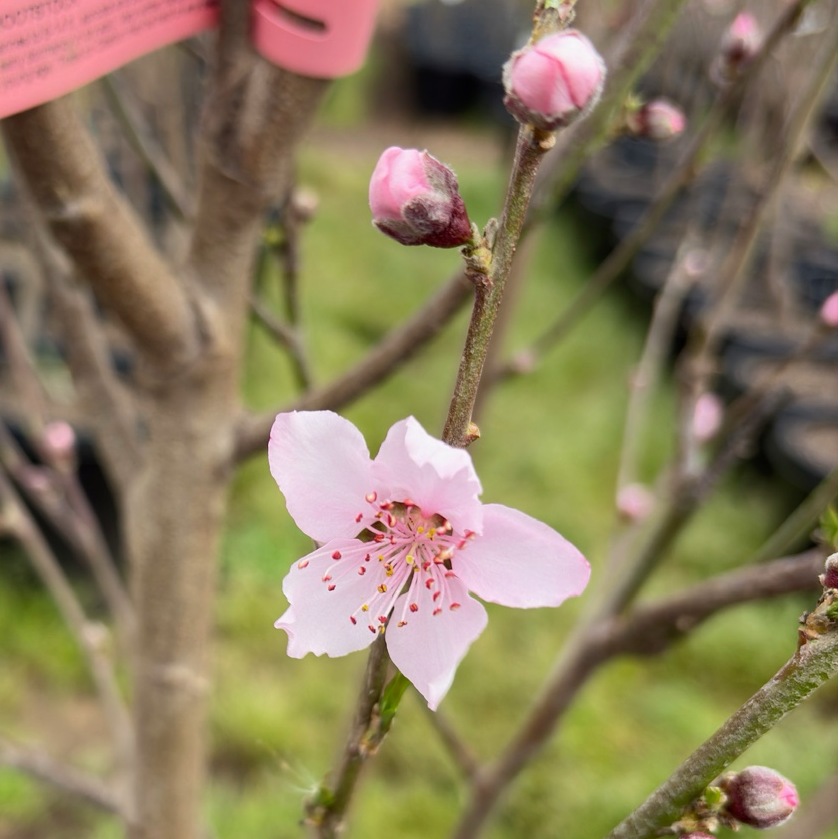Snow Giant White Peach
