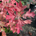  Snow Queen Oakleaf Hydrangea
