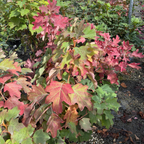 Snow Queen Oakleaf Hydrangea