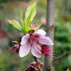 Snow Queen White Nectarine