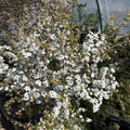 Snow White New Zealand Tea Tree