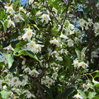 Snowcone Japanese Snowdrop Tree