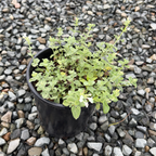 Snowflake Catmint