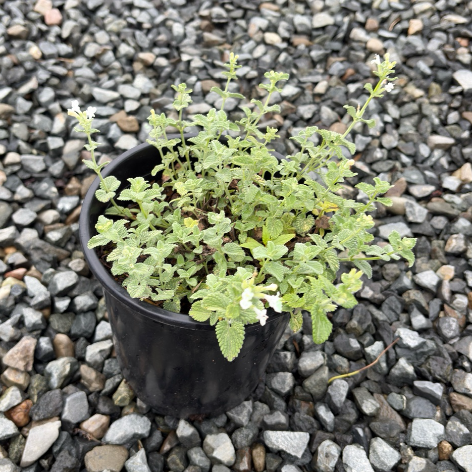 Snowflake Catmint