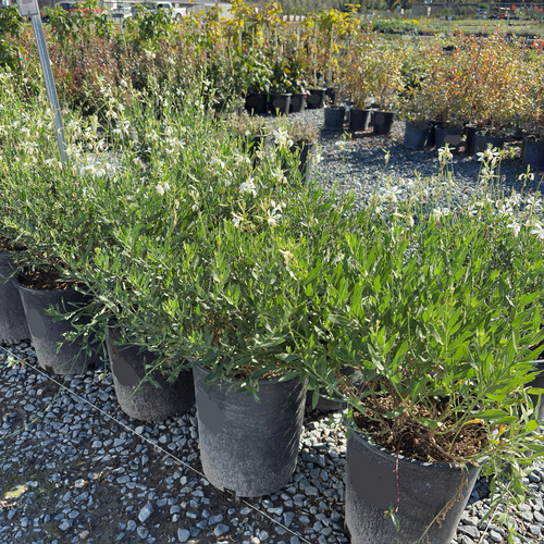 Pauridia capensis 白花桃端&青緑孔雀花心 1球 Pauridia capensis