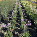 Row of potted Society Garlic plants with purple flowers in a garden setting