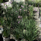 Society Garlic Plants with purple flowers in a garden setting
