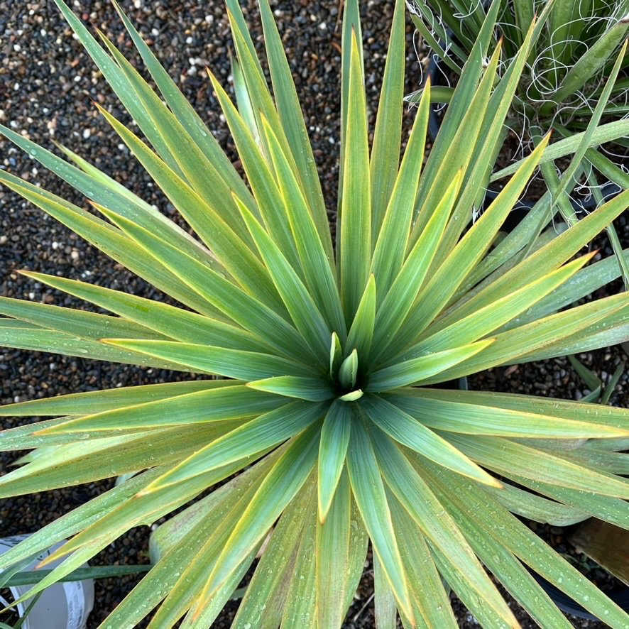 Close-up of Soft Leaf Yucca with a textured background