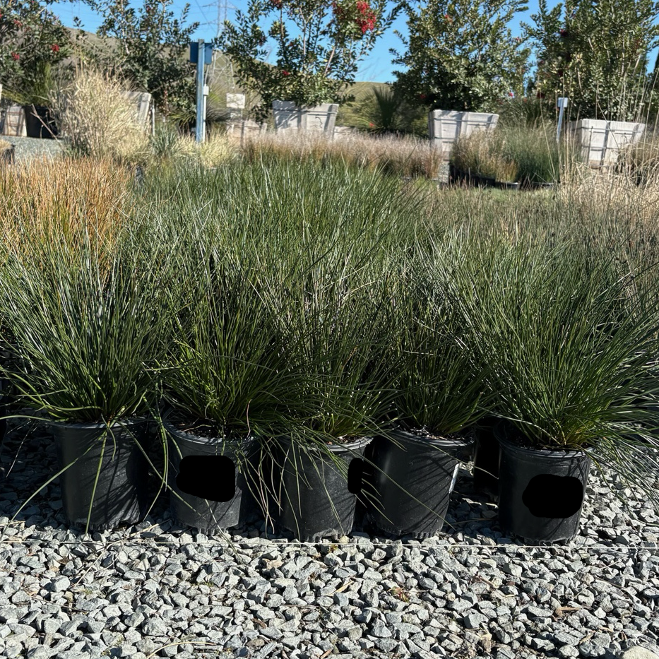 Row of potted Soft Rush garss plants on a gravel surface with trees in the background