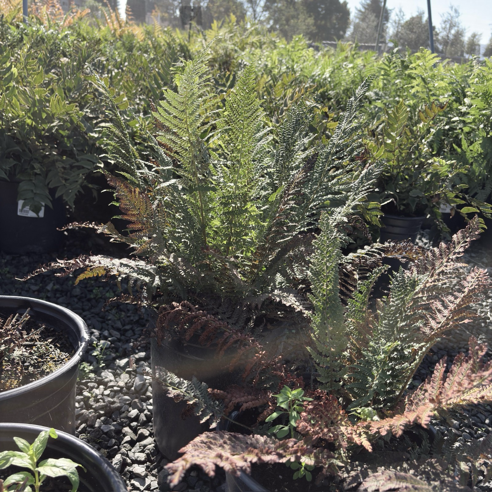 Soft Shield Fern