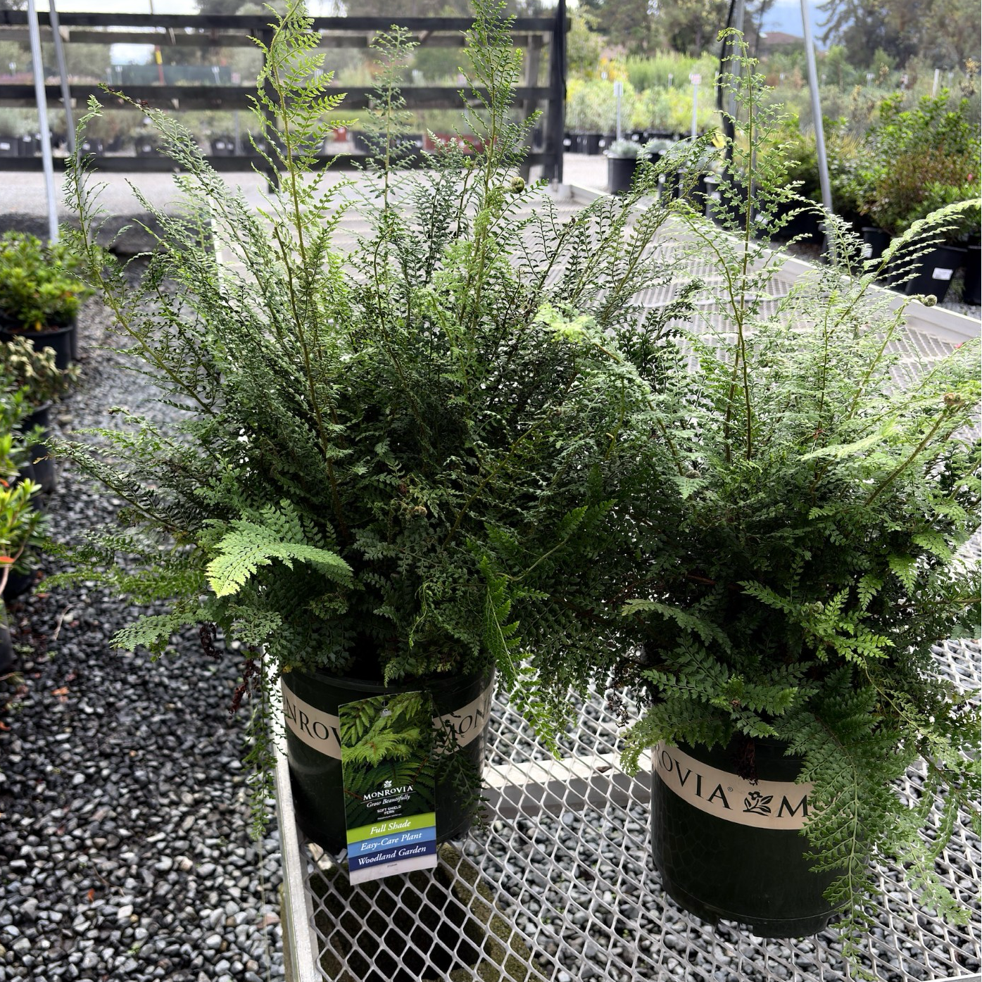 Soft Shield Fern