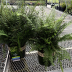 Soft Shield Fern