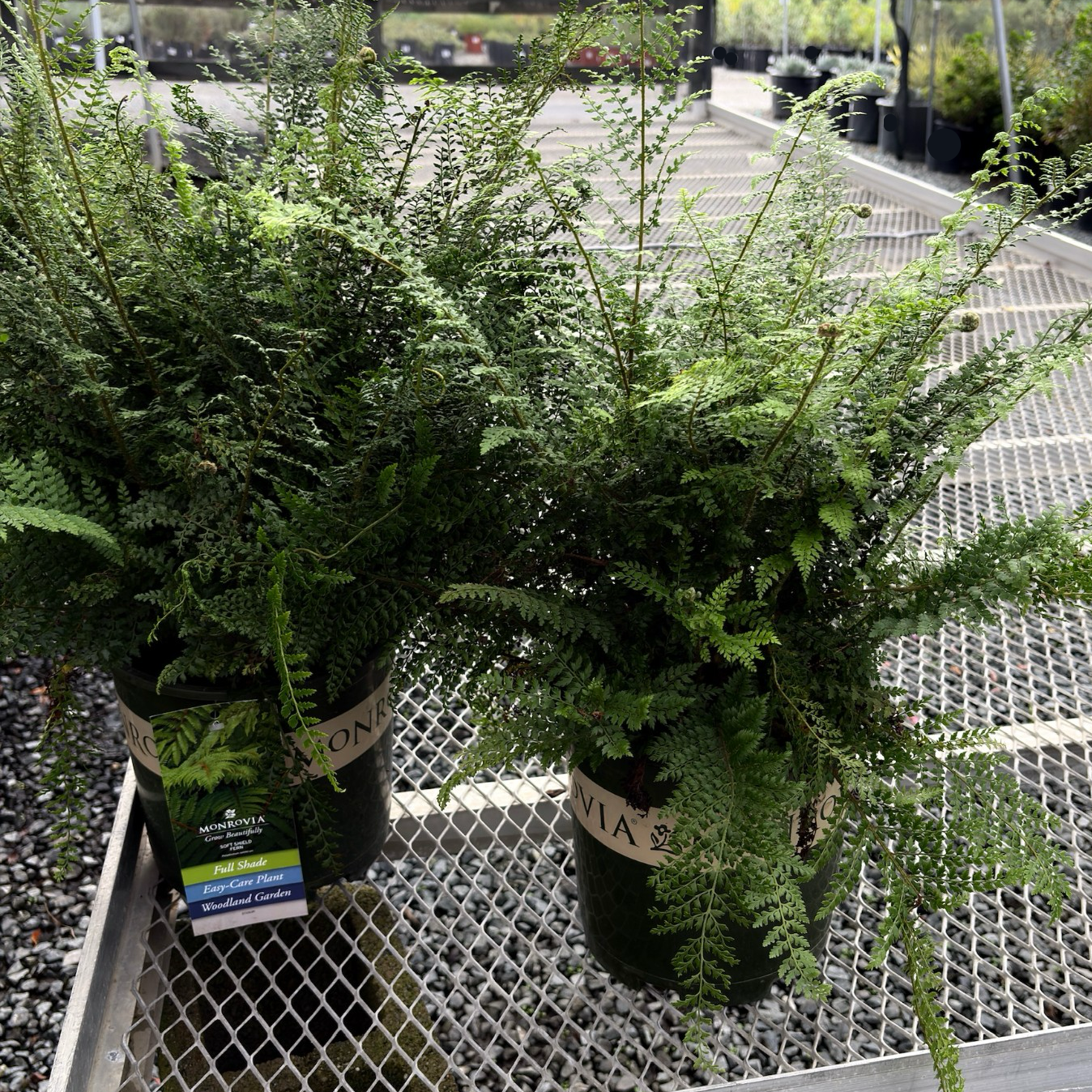 Soft Shield Fern