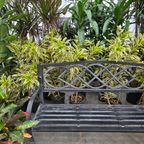 Song of India Dracaena