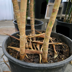 Song of India Dracaena