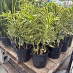 Song of India Dracaena 7