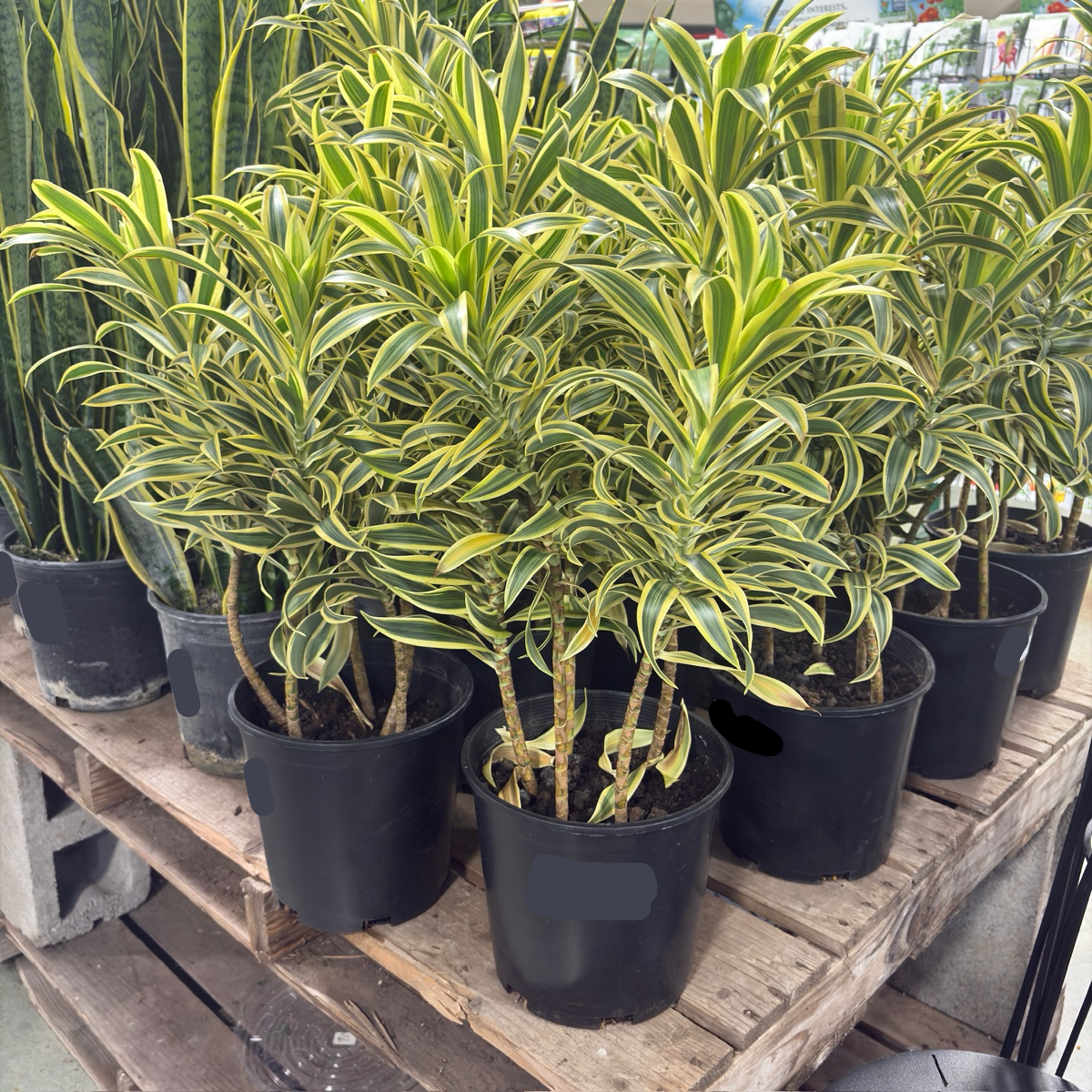 Song of India Dracaena 7