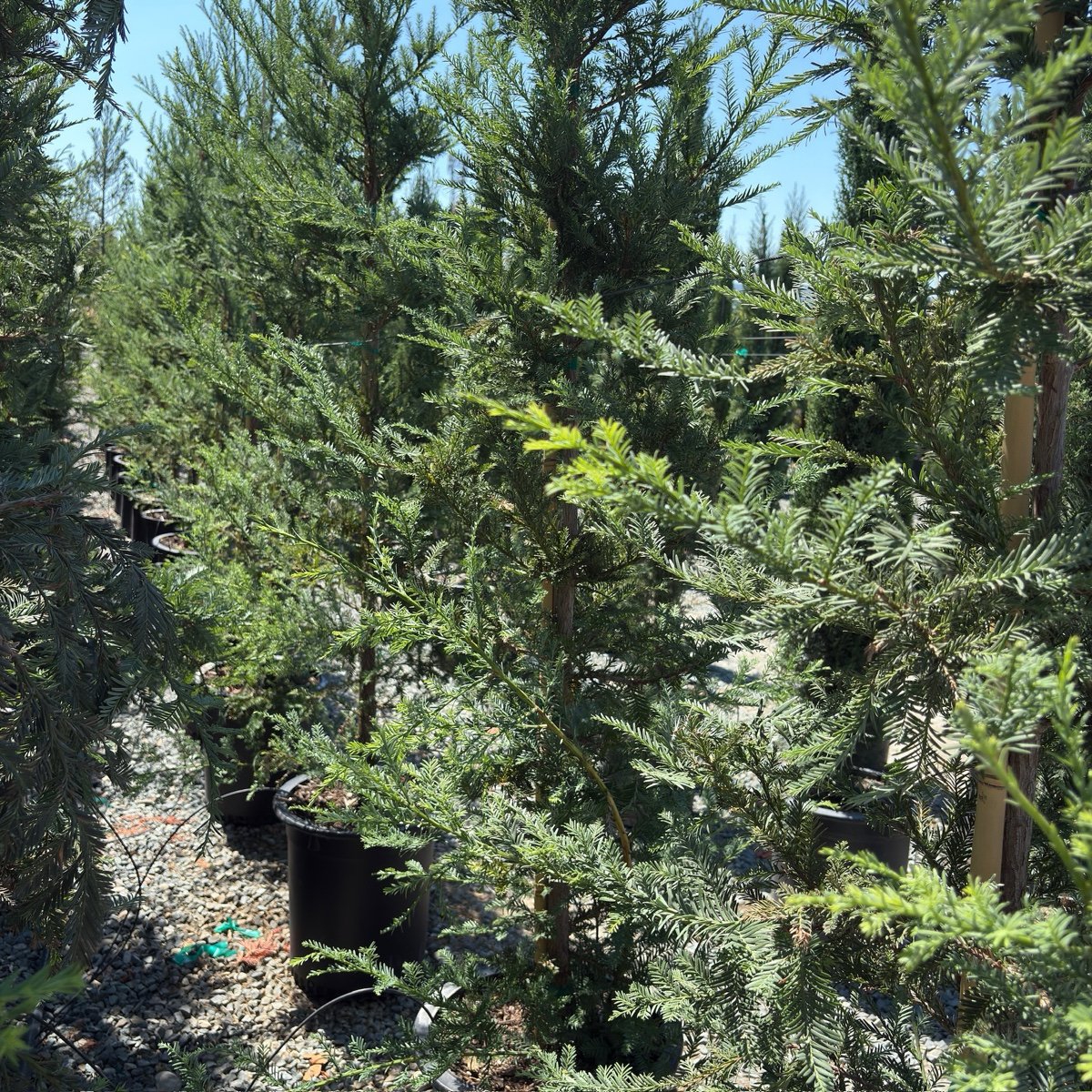 Group of potted Soquel Coast Redwood in a nursery setting