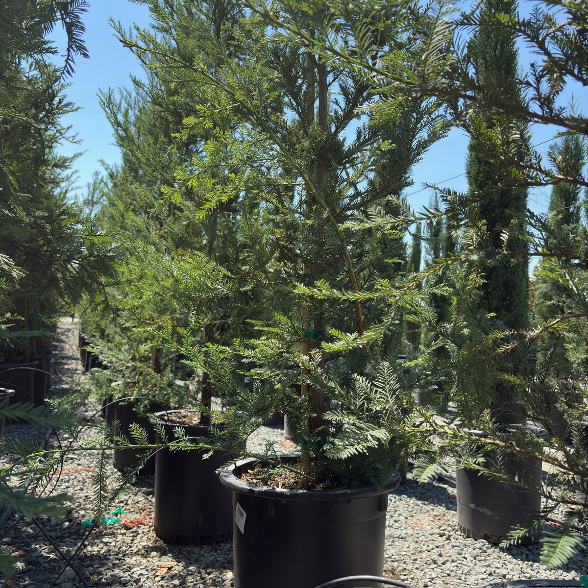 Potted Soquel Coast Redwood in a nursery setting with a clear sky.