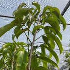 Soursop