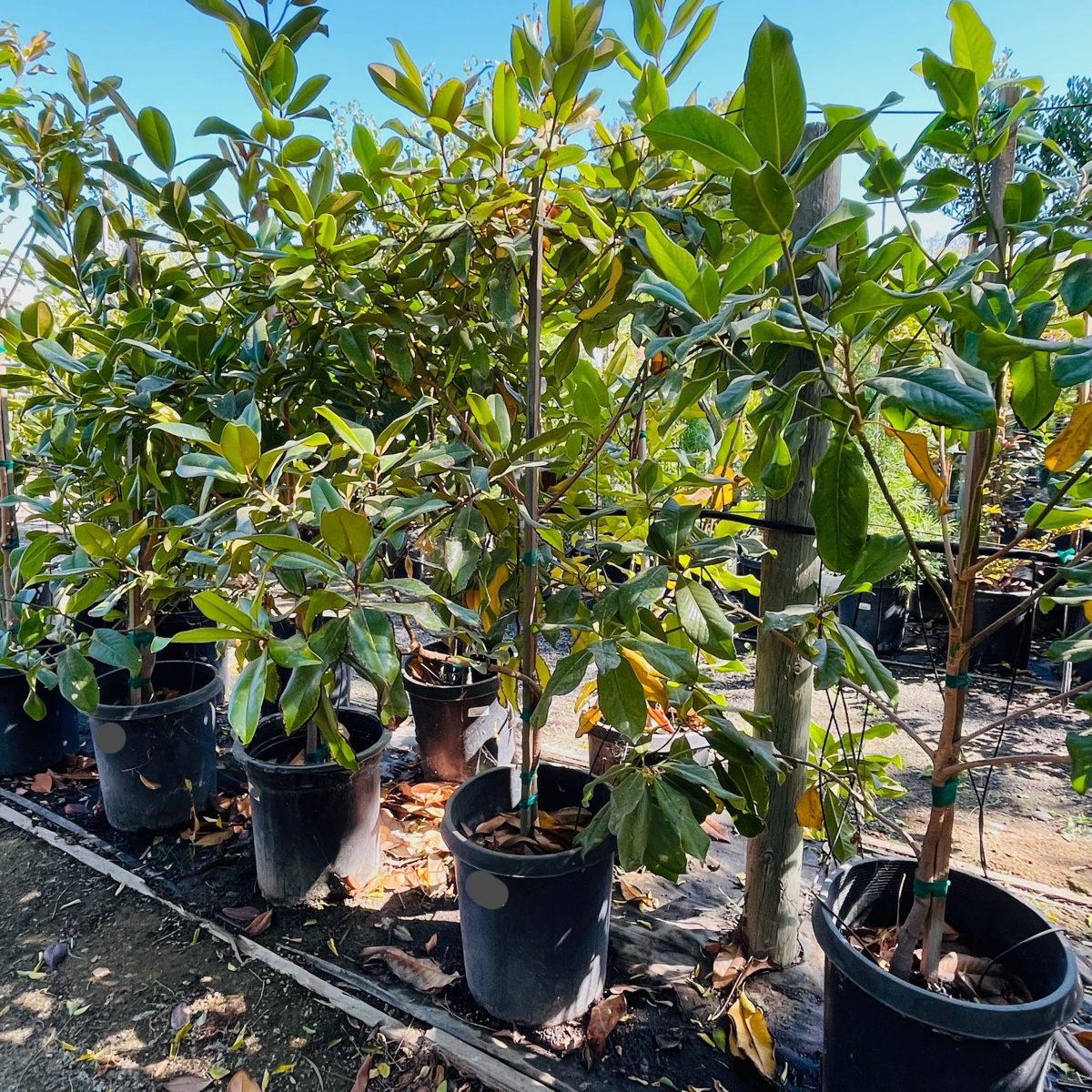 Row of potted Southern Large Magnolia trees in a nursery setting with a clear sky.