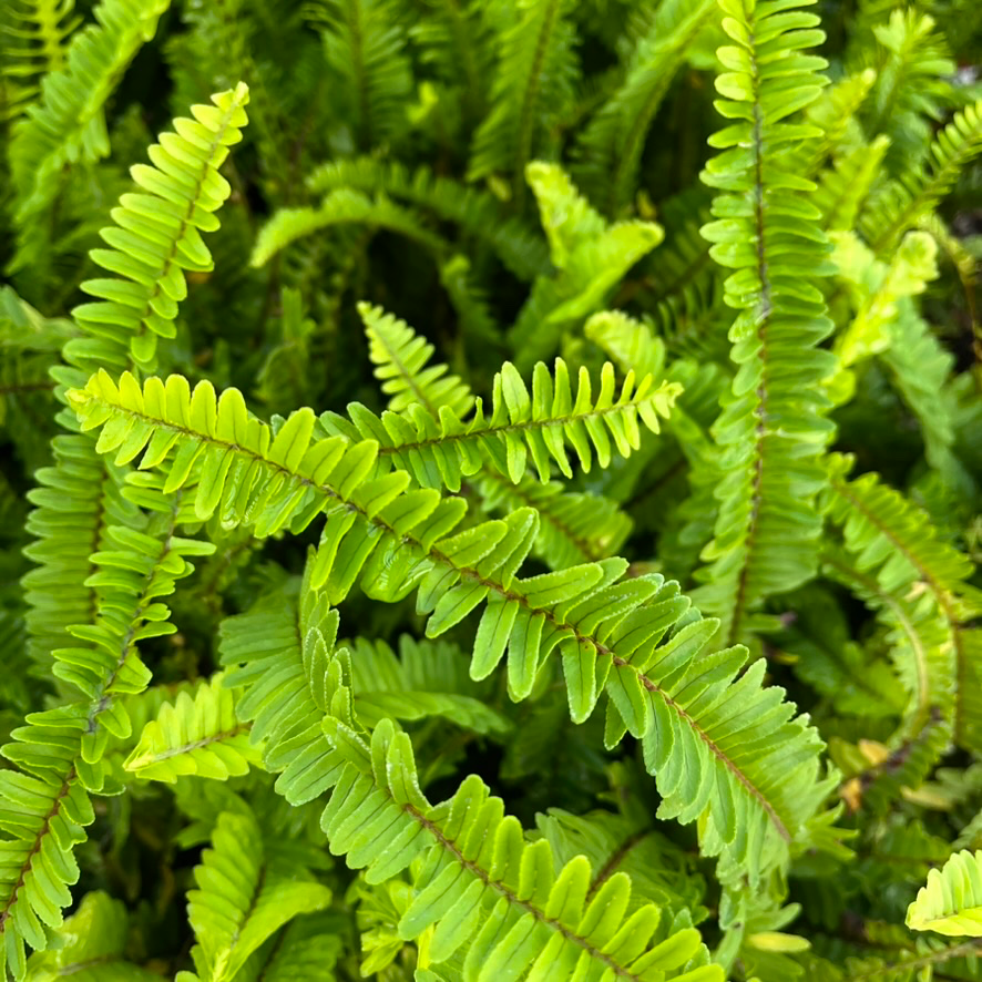 南方肾蕨| 深绿剑形叶| 耐阴适应性强| 低维护室内外绿化植物– Victory