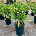Potted Yucca plants Spanish Dagger in a garden setting with a blurred background
