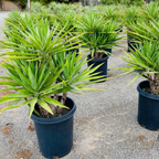 Potted Spanish Dagger in black pots on a gravel surface
