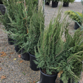 Spartan Juniper