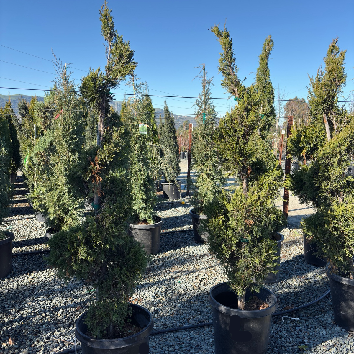 Spartan Juniper