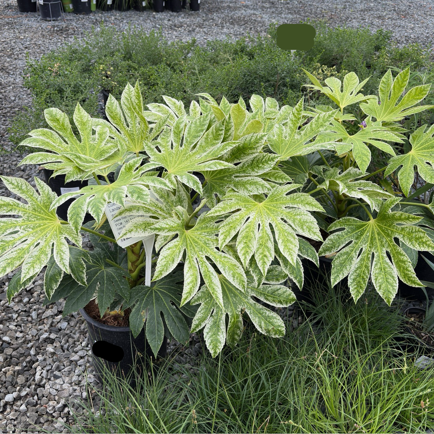 Speckled Japanese Aralia