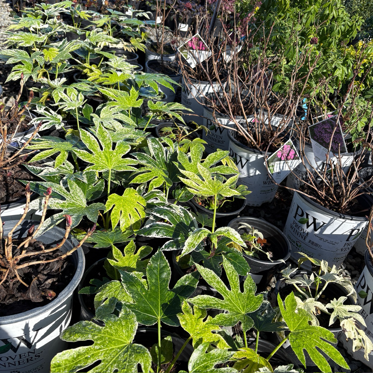 Speckled Japanese Aralia