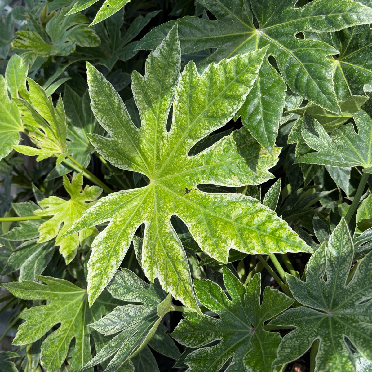 Speckled Japanese Aralia
