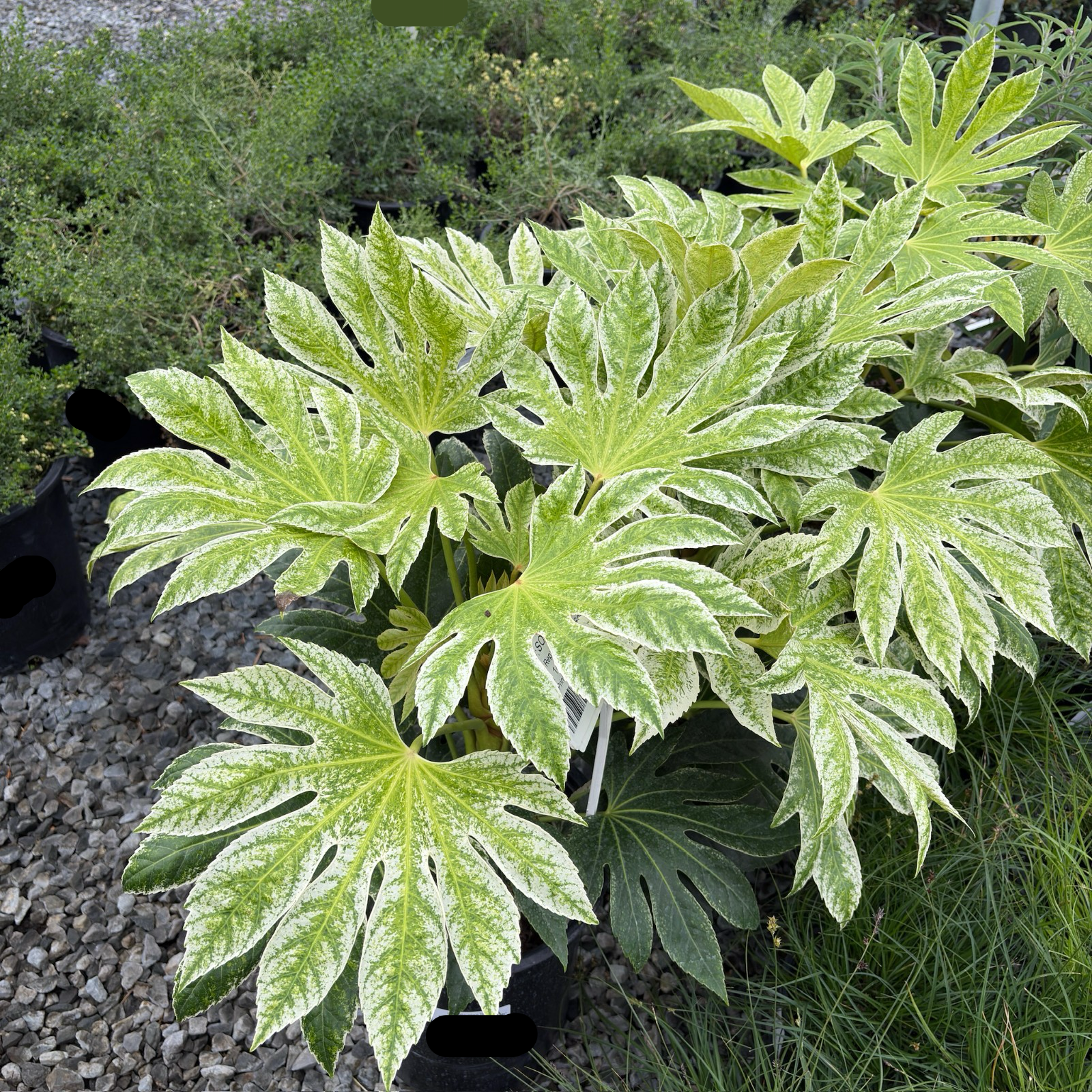 Speckled Japanese Aralia