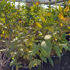 Potted Spice Bush plants with green and yellow leaves in a garden setting