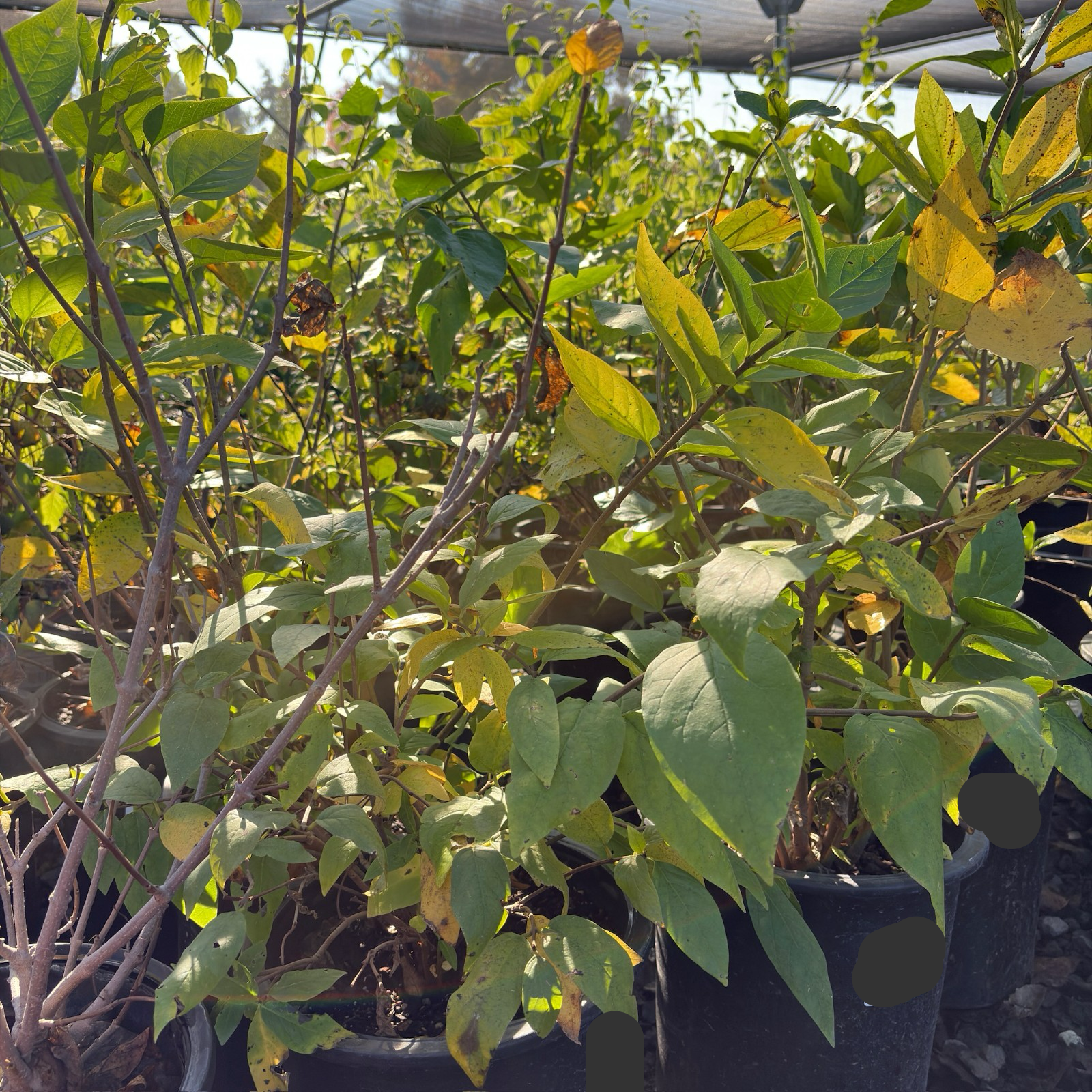 Potted Spice Bush plants with green and yellow leaves in a garden setting