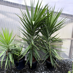 Spineless Giant Yucca