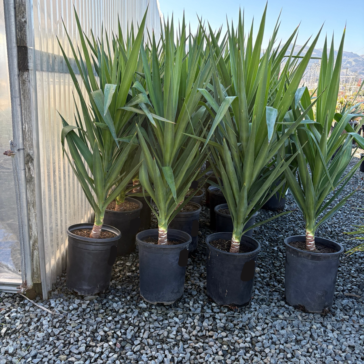 Spineless Giant Yucca