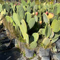Spineless Prickly Pear Cactus