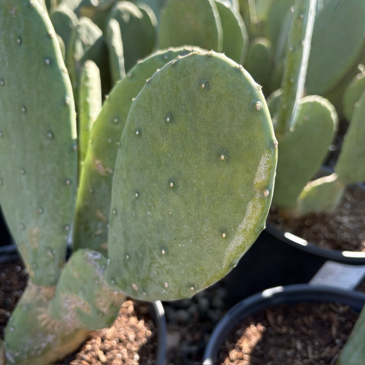 prickly pear cactus 中文 无刺仙人掌| 安全无刺蓝绿茎片| 夏花可食| 儿童友好花园之选– Victory Nursery
