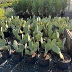 Spineless Prickly Pear Cactus