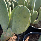 Spineless Prickly Pear Cactus