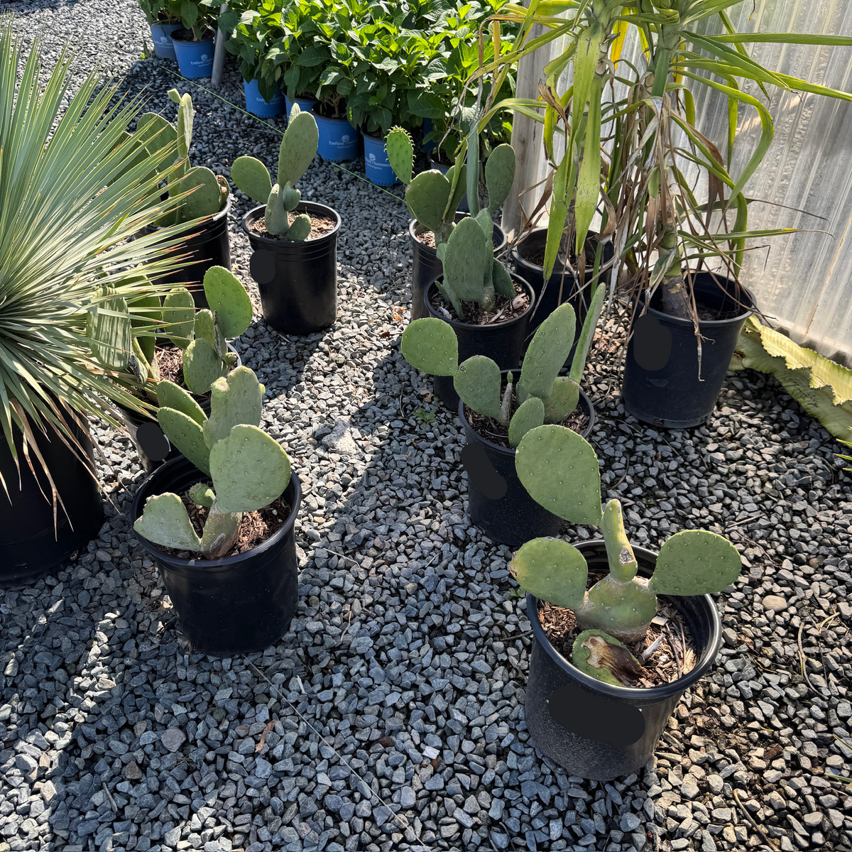 Spineless Prickly Pear Tree