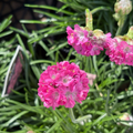Close-up of pink Splendens Sea Thrift flowers with green leaves on a blurred background