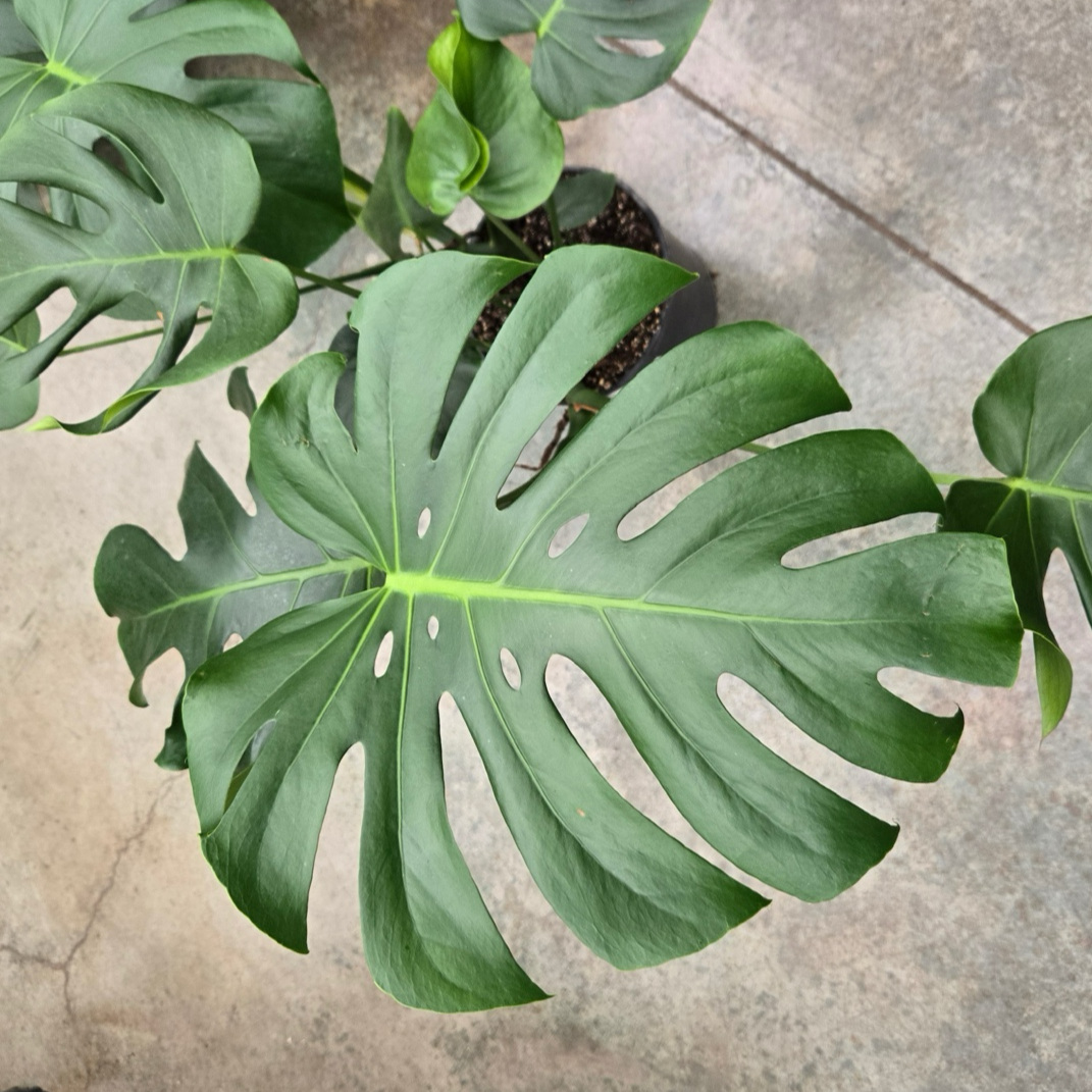 monstera deliciosa 中文 龟背竹 | 标志性穿孔龟甲状大叶 | 耐阴室内热带大型绿植