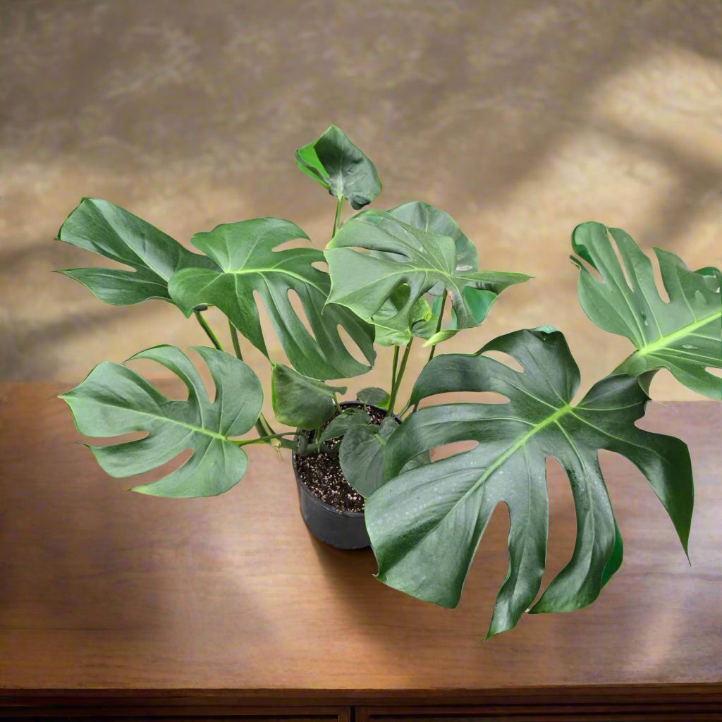 Split Leat Monstera